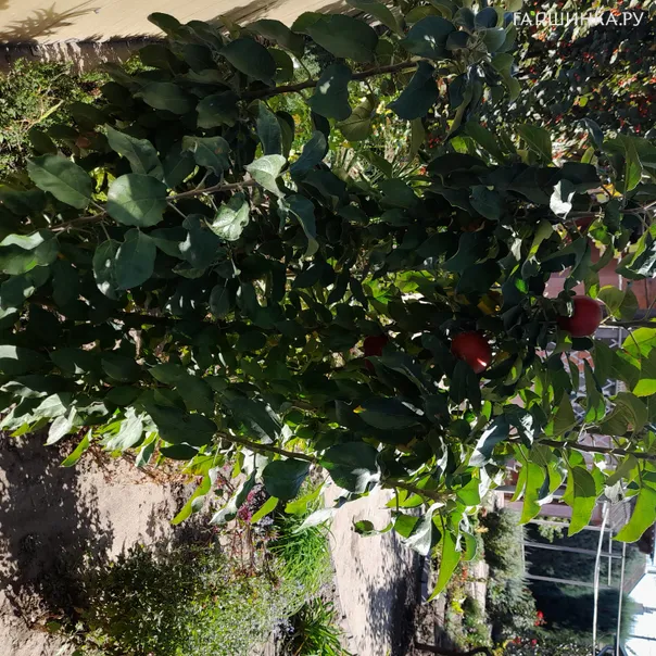 превью изображения отзыва