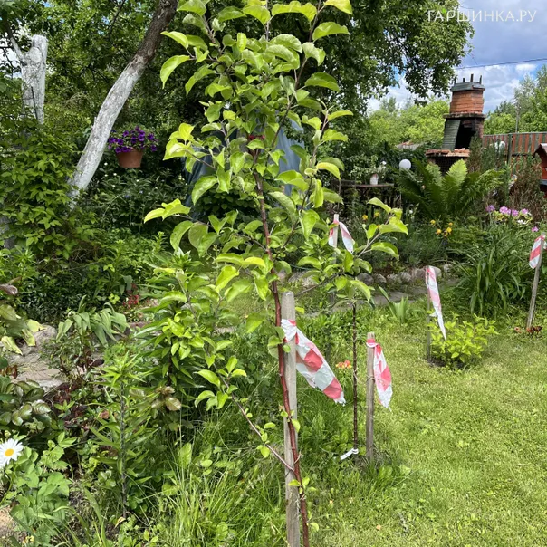 превью изображения отзыва