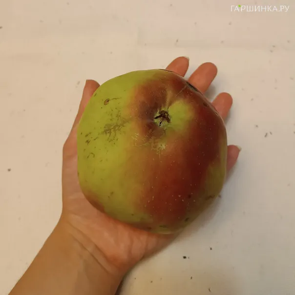 превью изображения отзыва