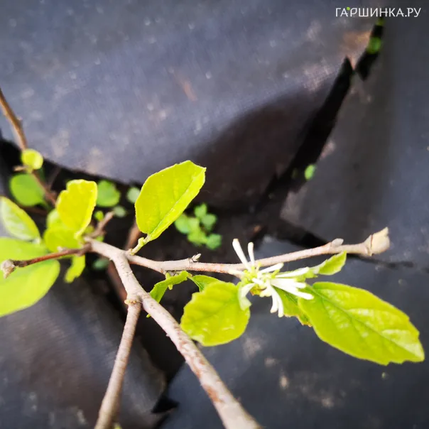 превью изображения отзыва