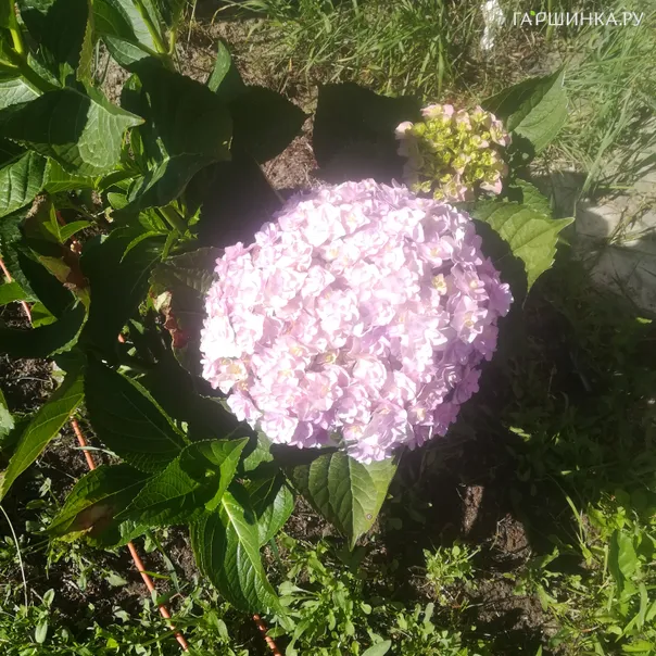 превью изображения отзыва