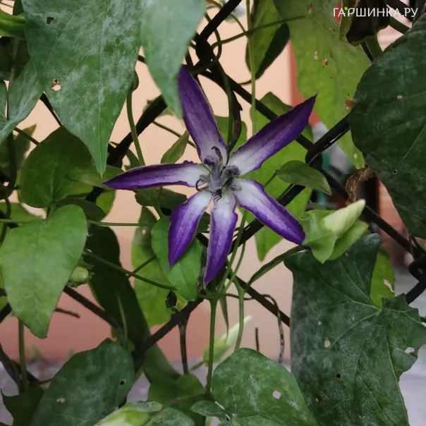 превью изображения отзыва