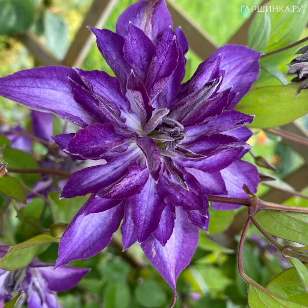 превью изображения отзыва