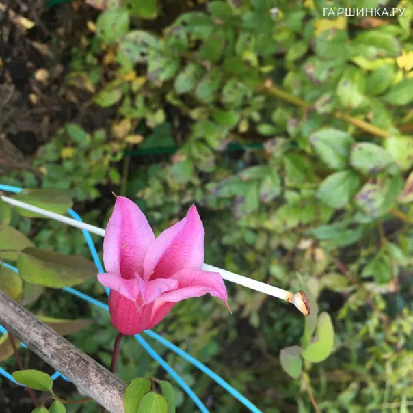 превью изображения отзыва