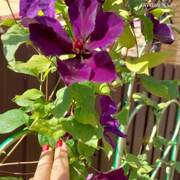 превью изображения отзыва