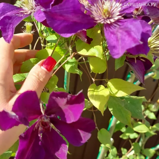 превью изображения отзыва