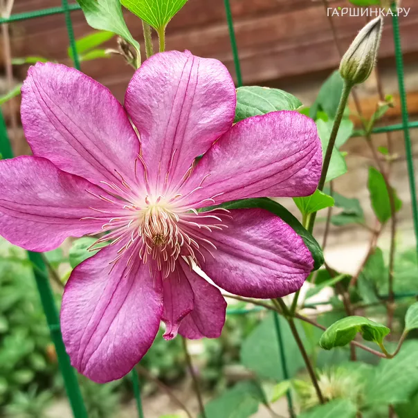 превью изображения отзыва