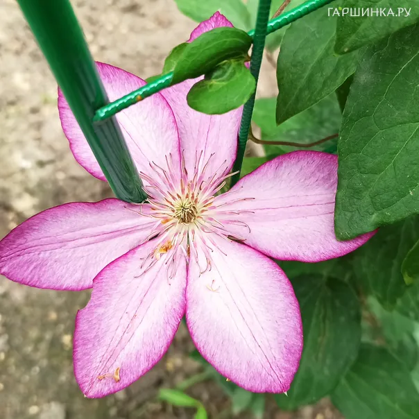 превью изображения отзыва