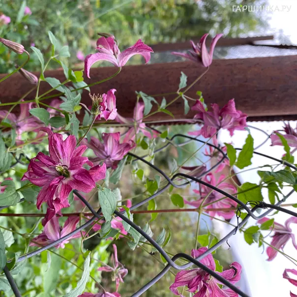 превью изображения отзыва