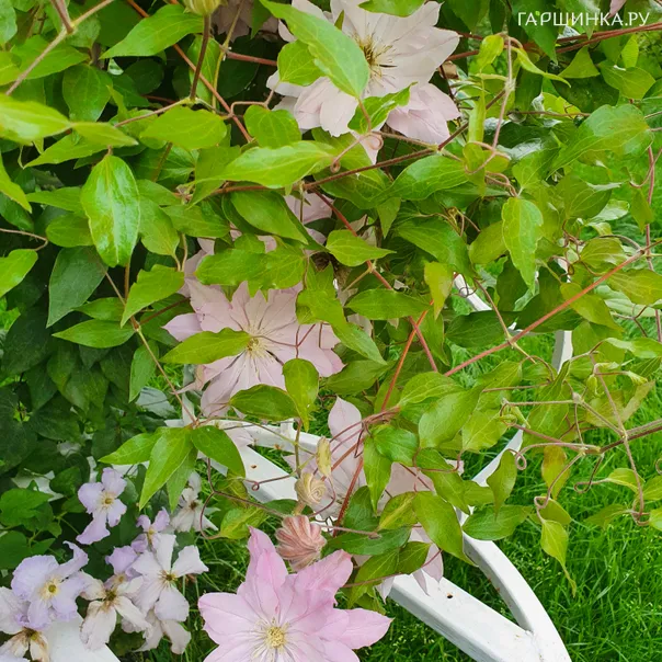 превью изображения отзыва