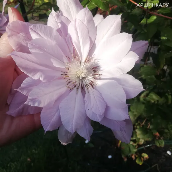 превью изображения отзыва