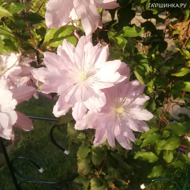 превью изображения отзыва