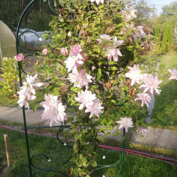 превью изображения отзыва