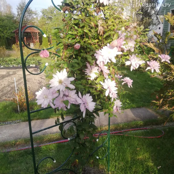 превью изображения отзыва