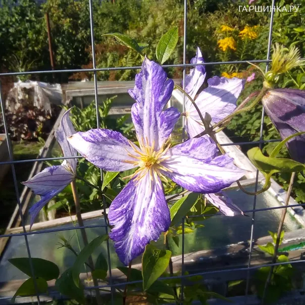 превью изображения отзыва