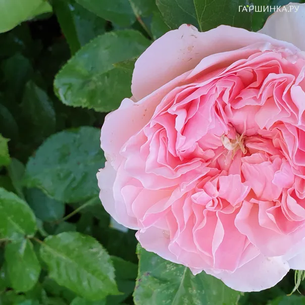 превью изображения отзыва