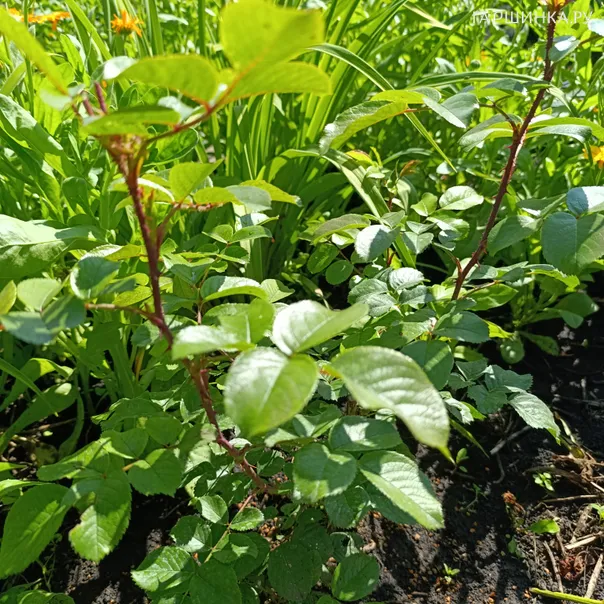 превью изображения отзыва