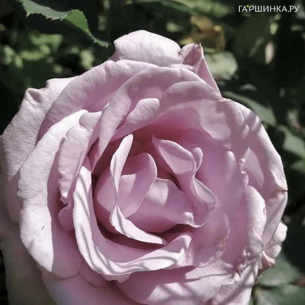 превью изображения отзыва