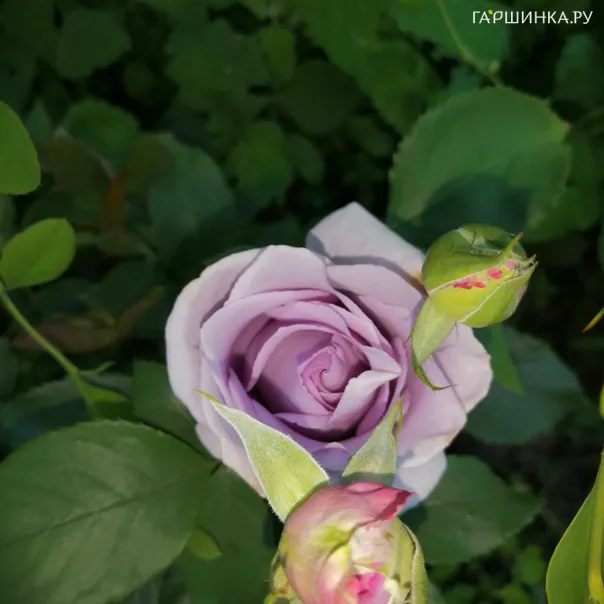 превью изображения отзыва