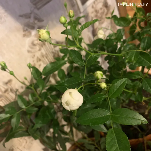 превью изображения отзыва