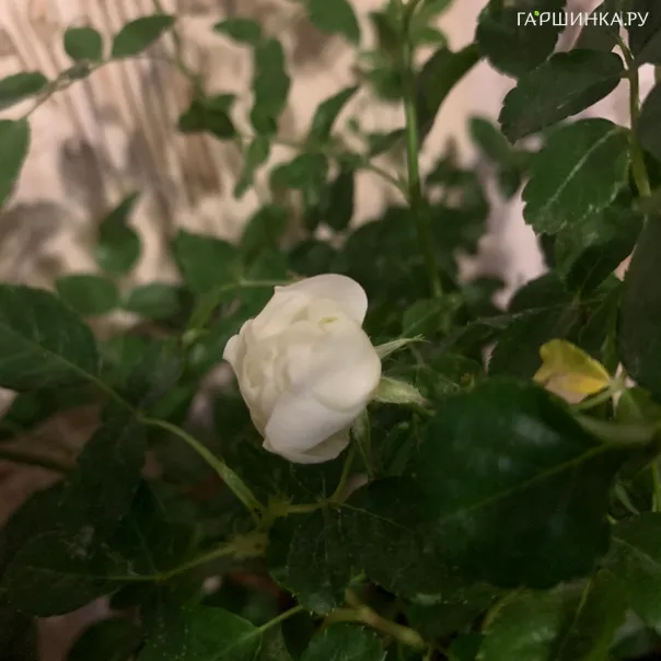 превью изображения отзыва