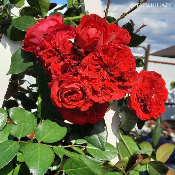 превью изображения отзыва