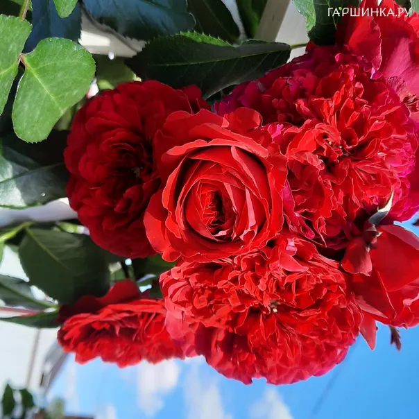 превью изображения отзыва