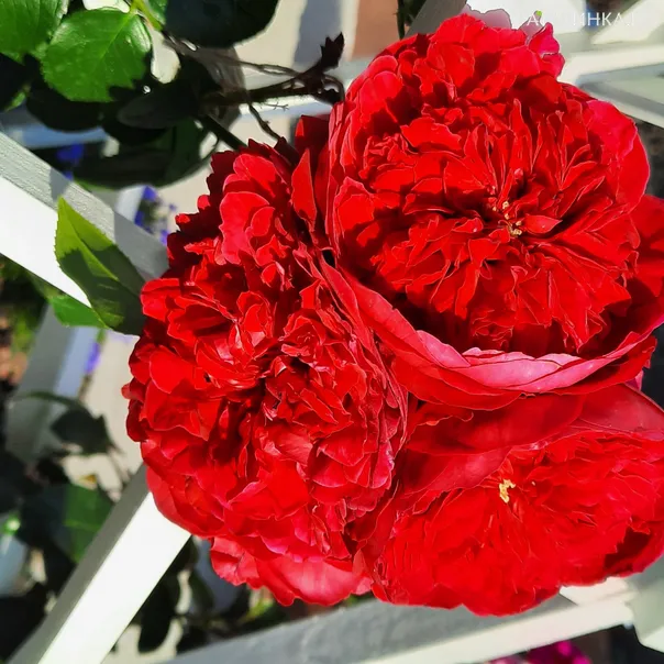 превью изображения отзыва