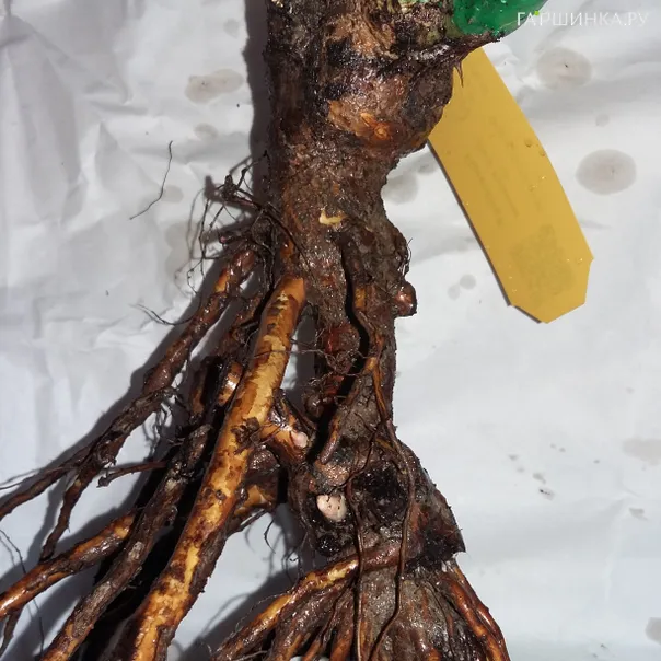 превью изображения отзыва