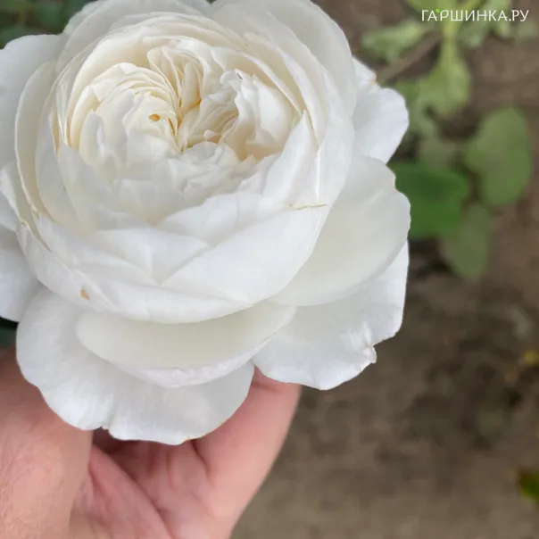 превью изображения отзыва