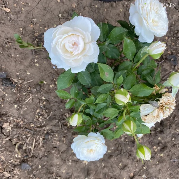 превью изображения отзыва