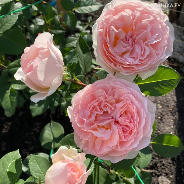 превью изображения отзыва