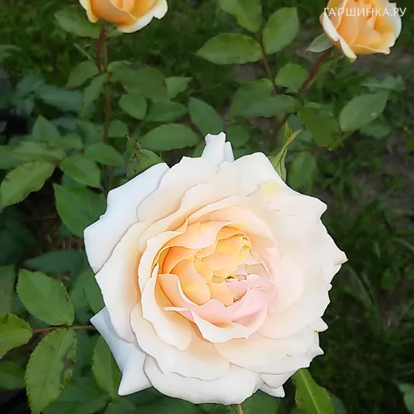 превью изображения отзыва