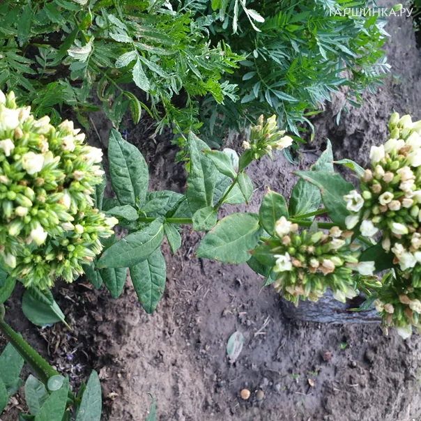 превью изображения отзыва