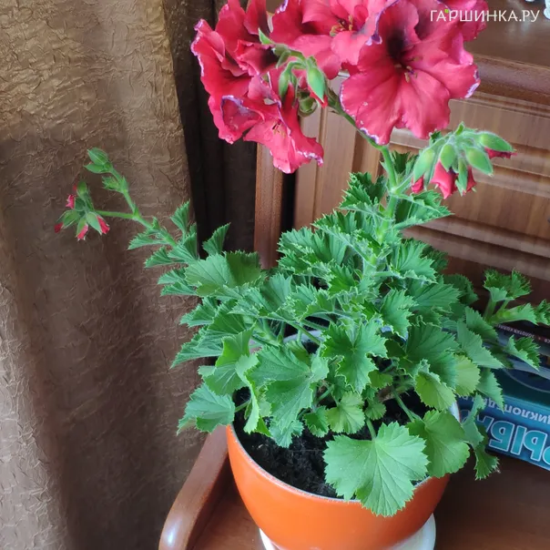 превью изображения отзыва