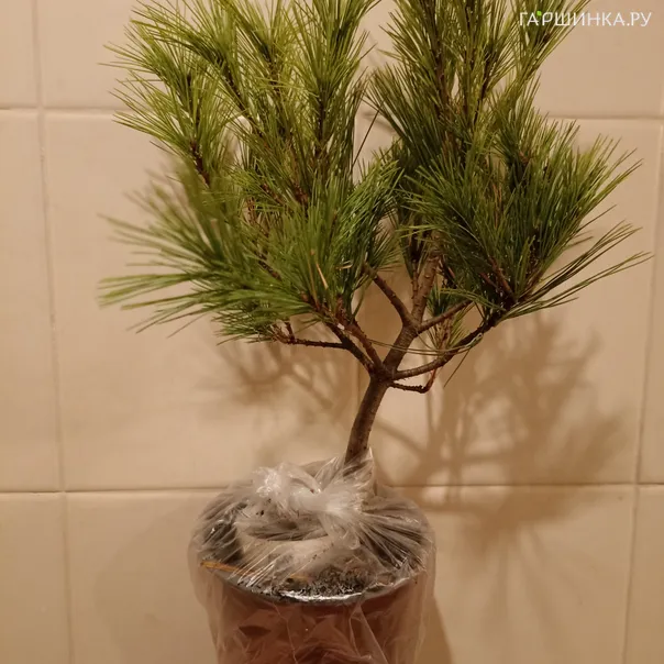 превью изображения отзыва