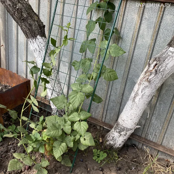 превью изображения отзыва