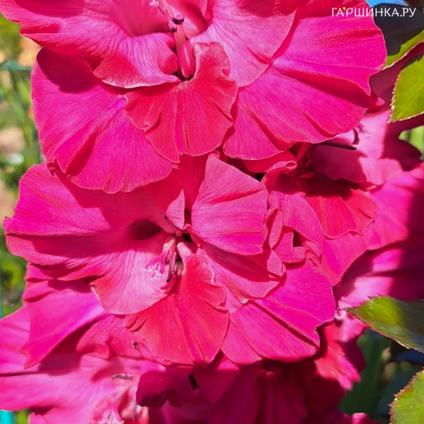 превью изображения отзыва