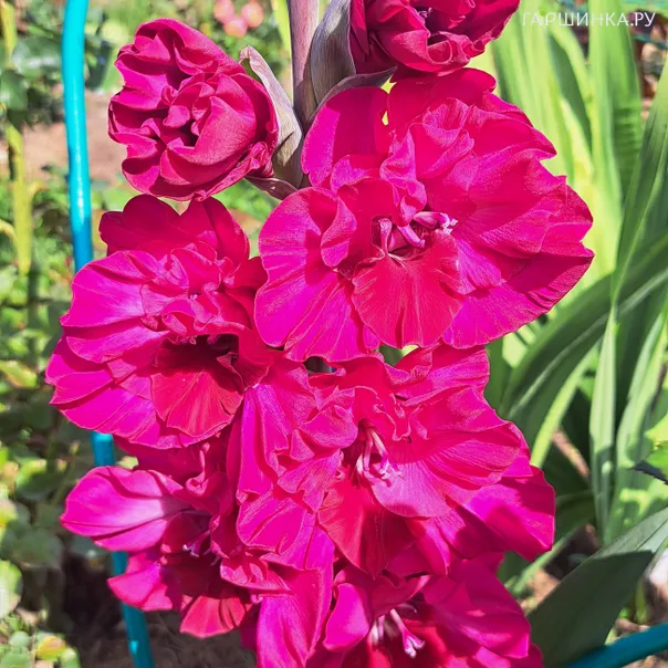 превью изображения отзыва