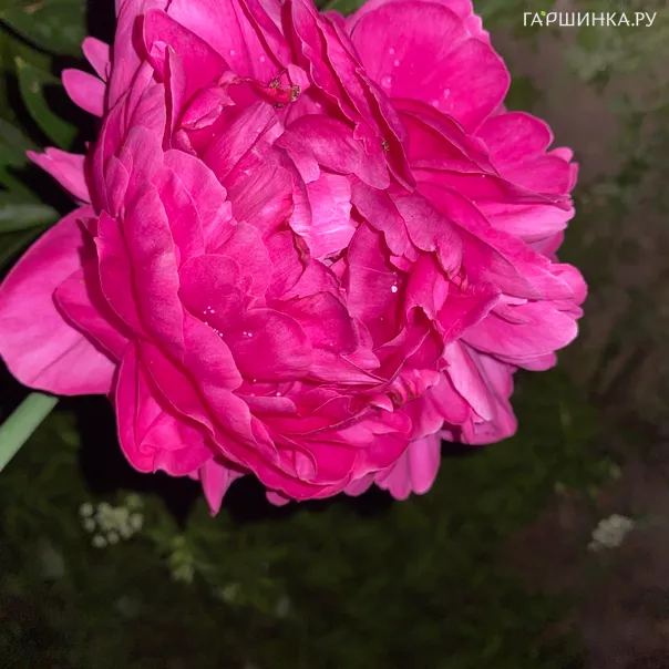 превью изображения отзыва