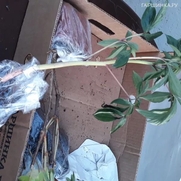 превью изображения отзыва