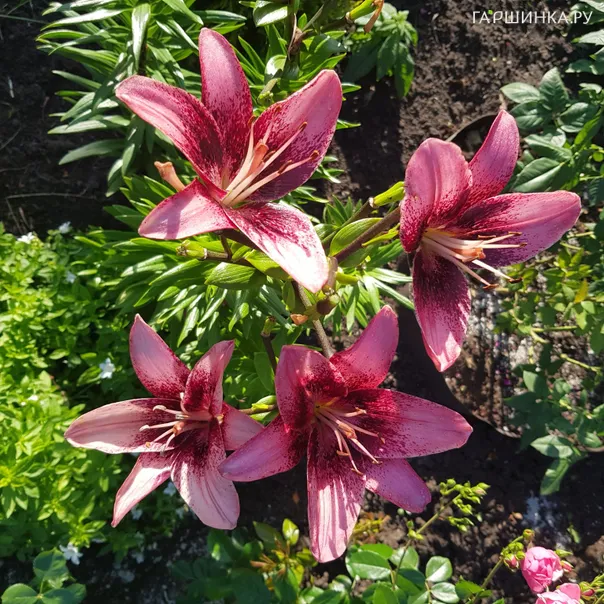 превью изображения отзыва