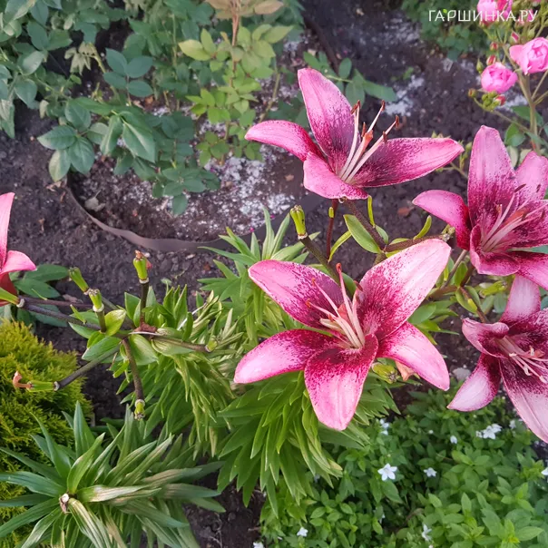 превью изображения отзыва