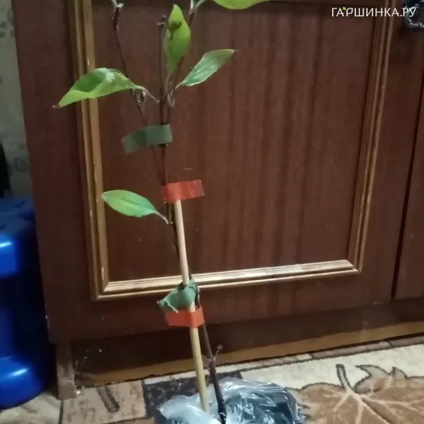 превью изображения отзыва