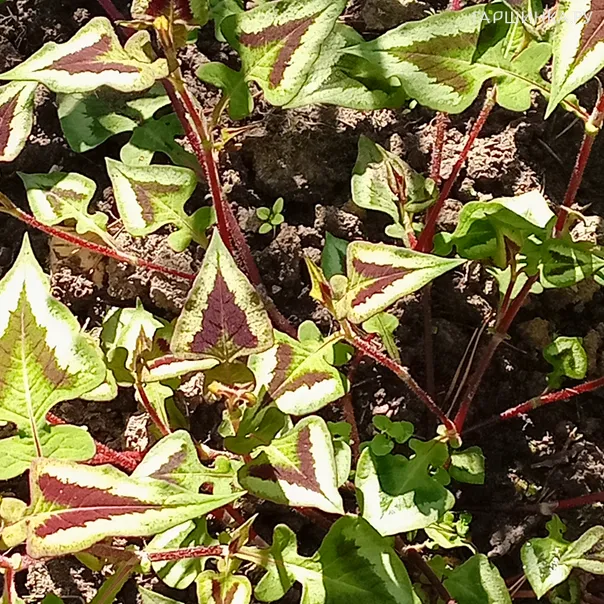 превью изображения отзыва