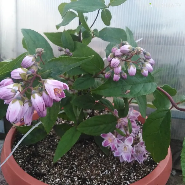 превью изображения отзыва