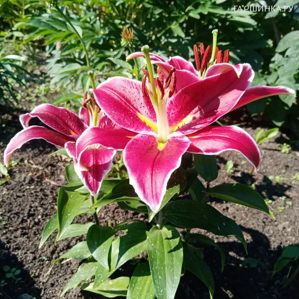 превью изображения отзыва