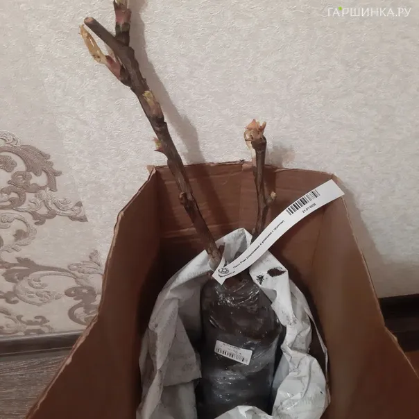 превью изображения отзыва