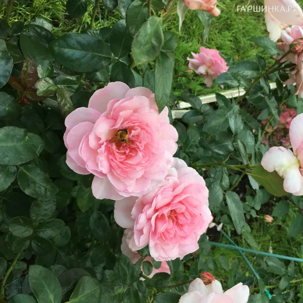 превью изображения отзыва