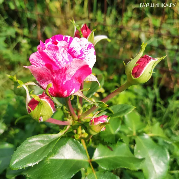 превью изображения отзыва